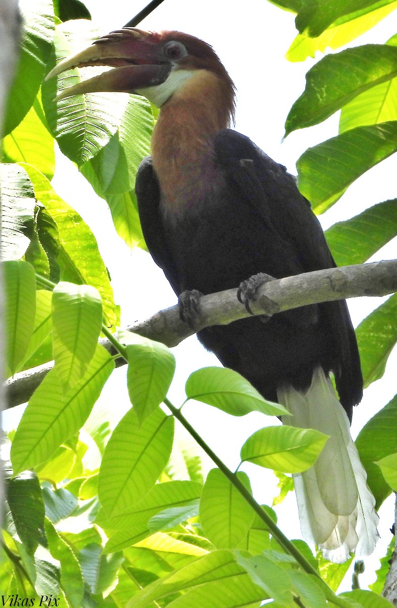 Narcondam Hornbill - ML578674971