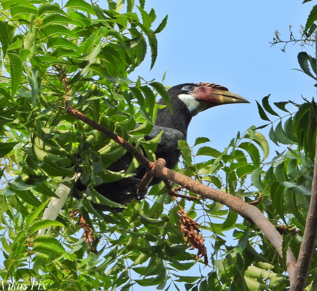 Narcondamhornvogel - ML578674981