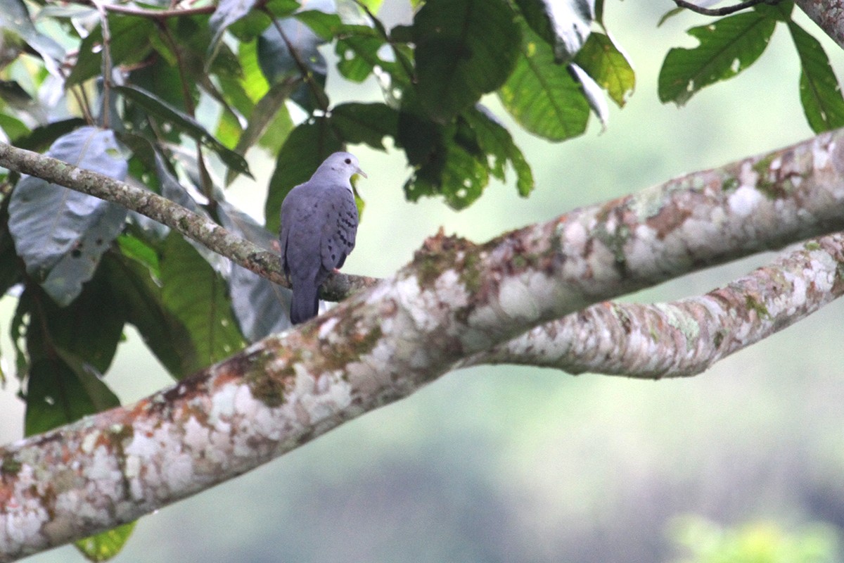 Blue Ground Dove - Marvin Tórrez