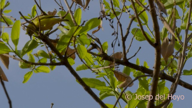 Northern Yellow White-eye - ML578675811