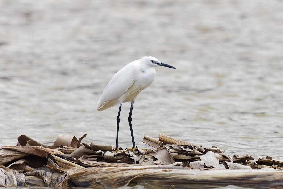 Little Egret - Holger Teichmann