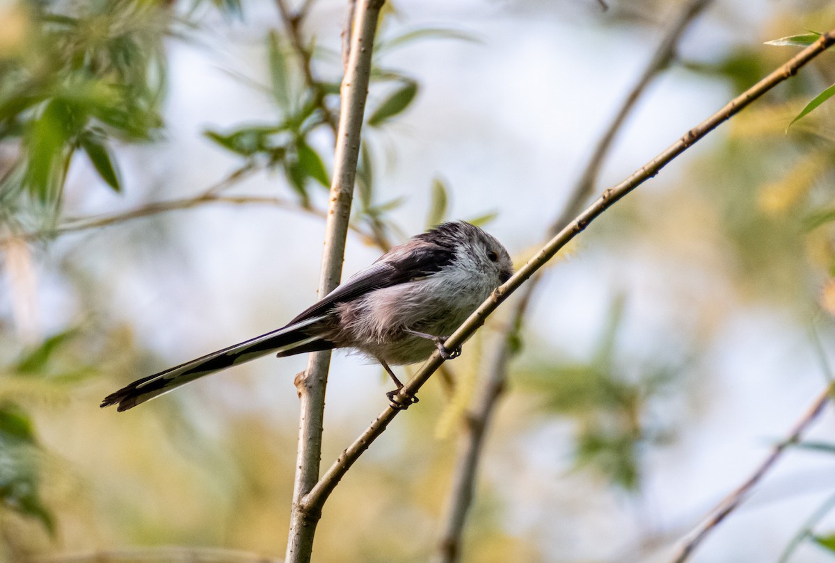 Long-tailed Tit - Psalm Diao