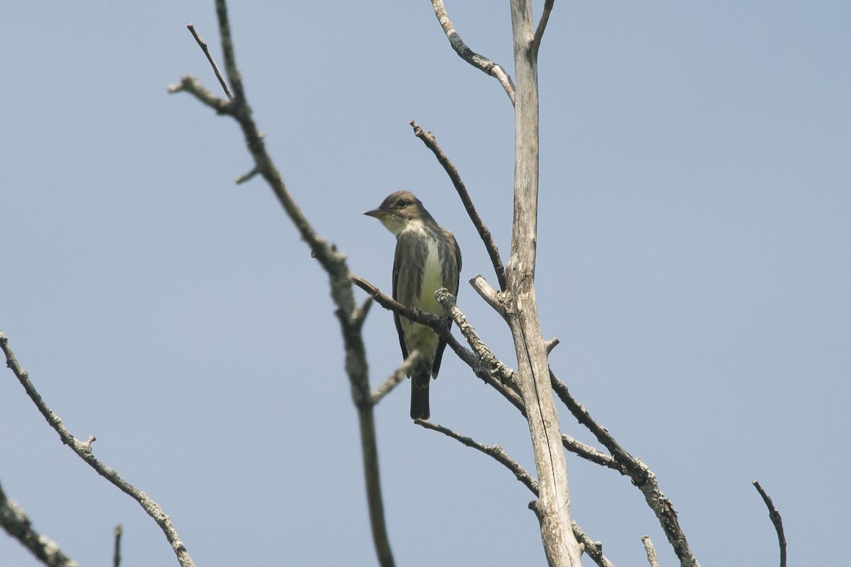 Olive-sided Flycatcher - Jean-Sébastien Mayer