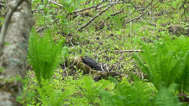 Black Woodpecker - ML578680521