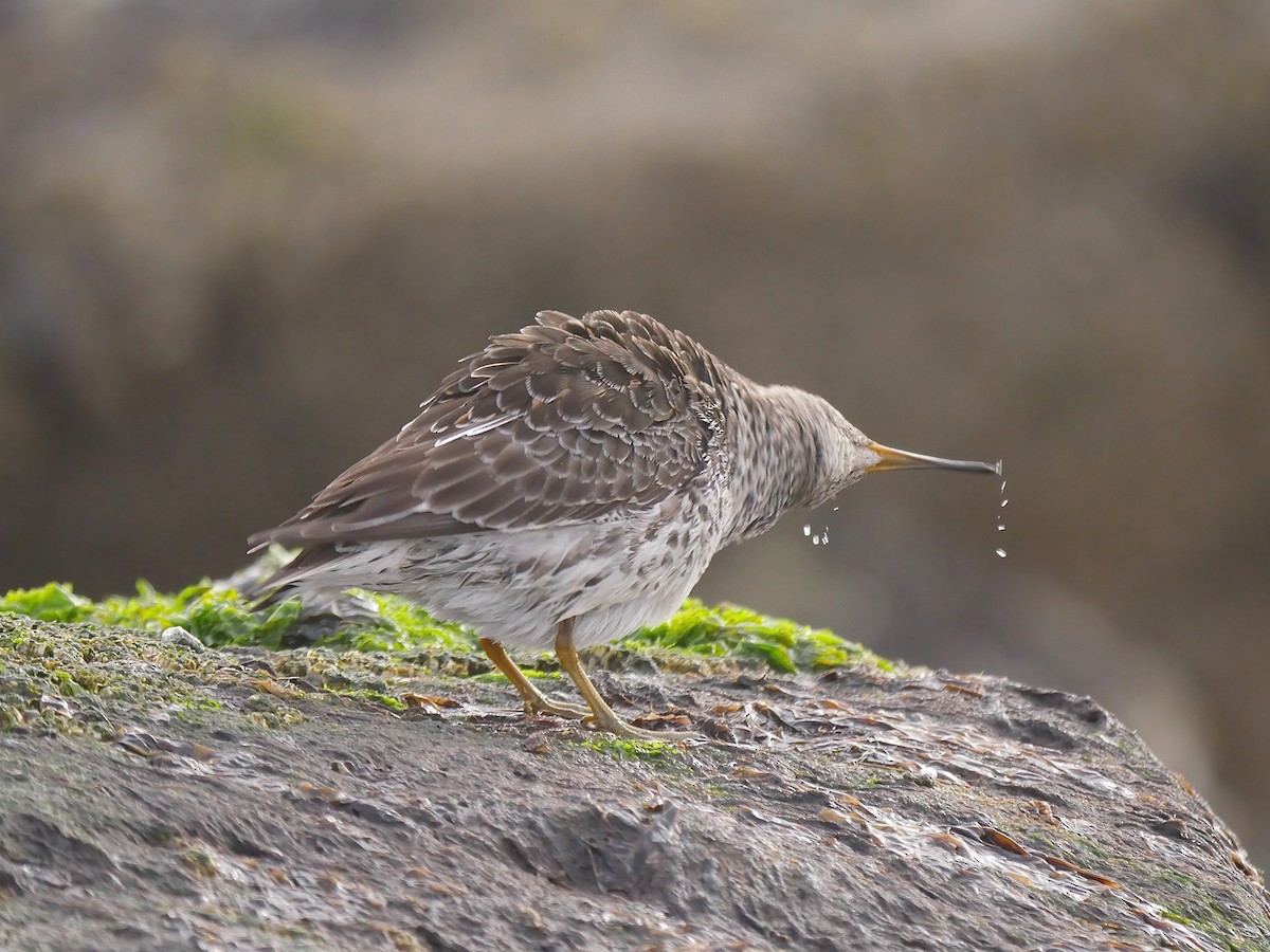 Purple Sandpiper - ML57868101