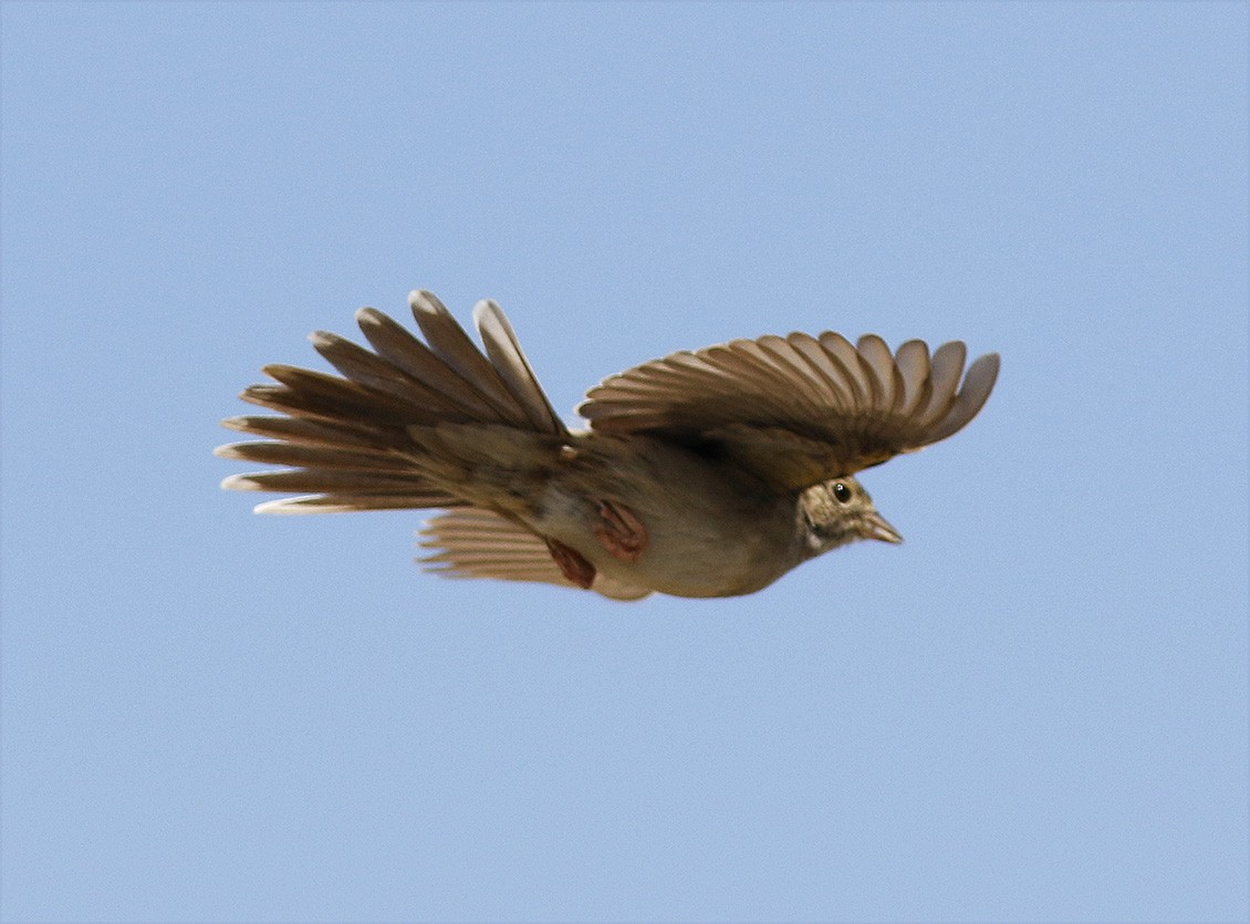 Cassin's Sparrow - ML57868131