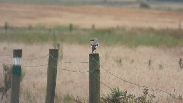 Pie-grièche grise (pallidirostris) - ML578683261