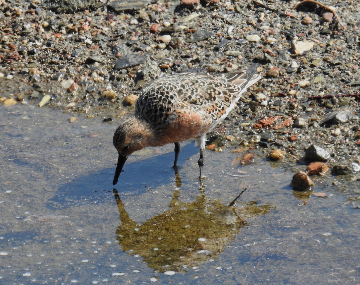 Red Knot - ML578684001