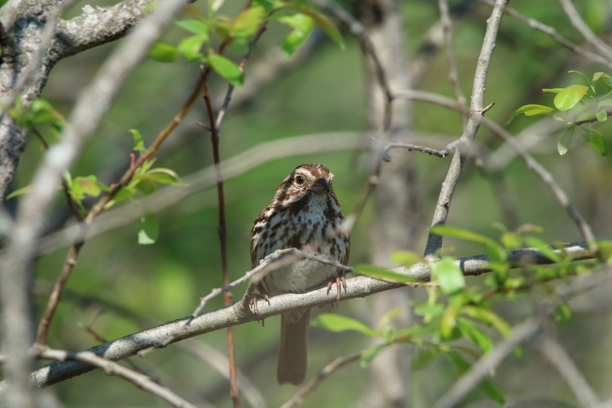 Song Sparrow - Matt Britt