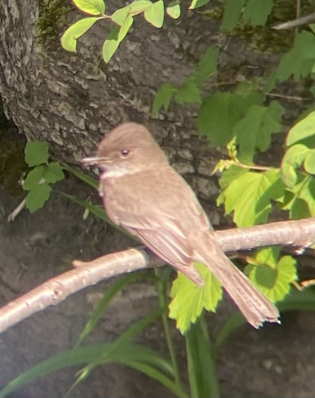 Willow Flycatcher - ML578684931