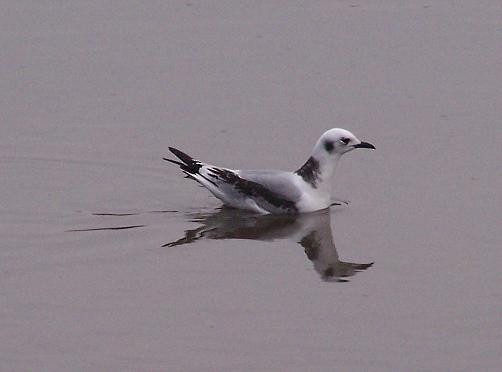 Black-legged Kittiwake - ML578685411