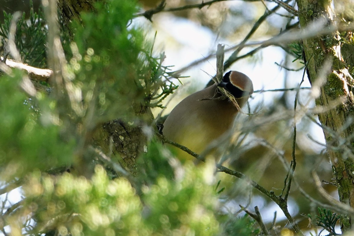 Cedar Waxwing - ML578686321