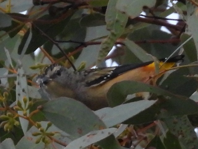 Spotted Pardalote - ML578686591