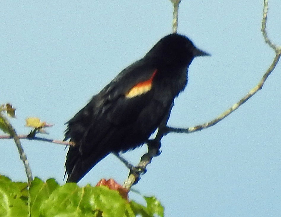 Red-winged Blackbird - ML578686871
