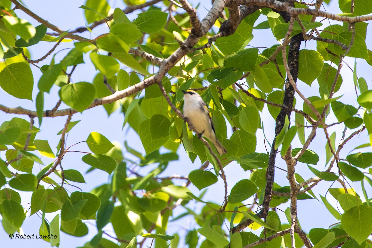 Brewster's Warbler (hybrid) - ML578687081