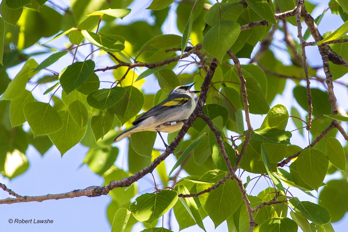 Brewster's Warbler (hybrid) - ML578687181