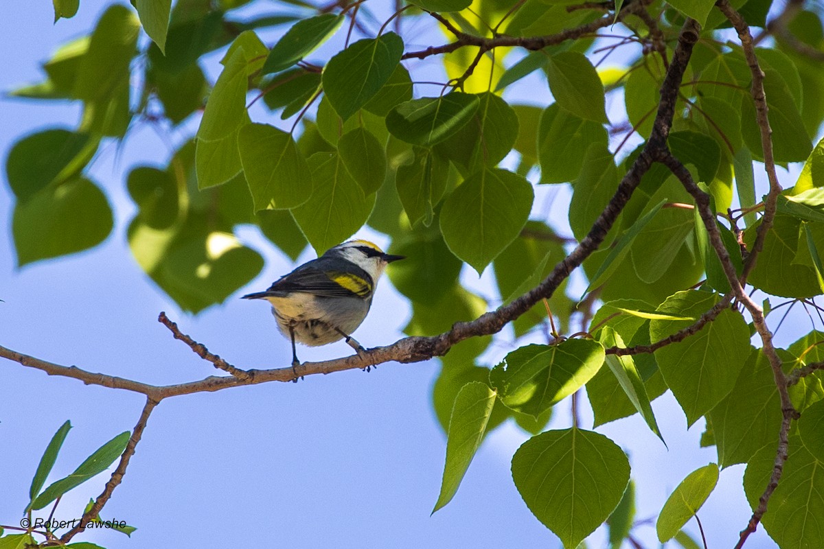 Brewster's Warbler (hybrid) - ML578687261