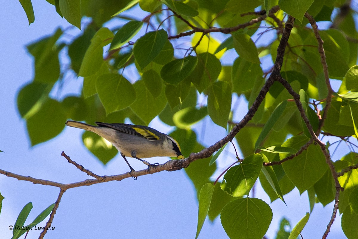 Brewster's Warbler (hybrid) - ML578687271