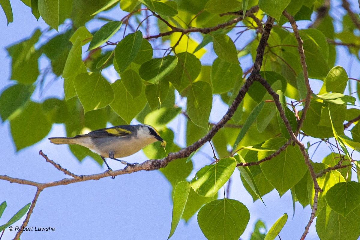 Brewster's Warbler (hybrid) - ML578687281
