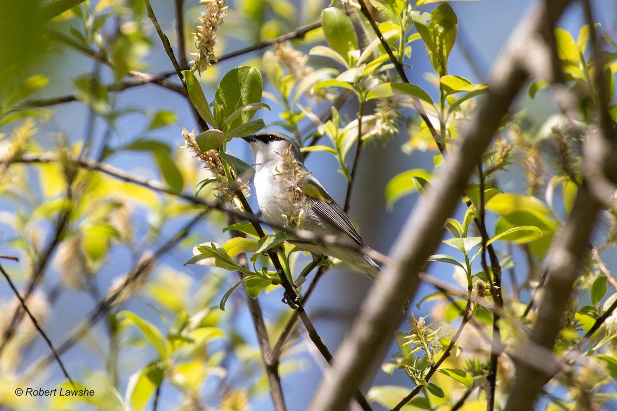 Brewster's Warbler (hybrid) - ML578687291