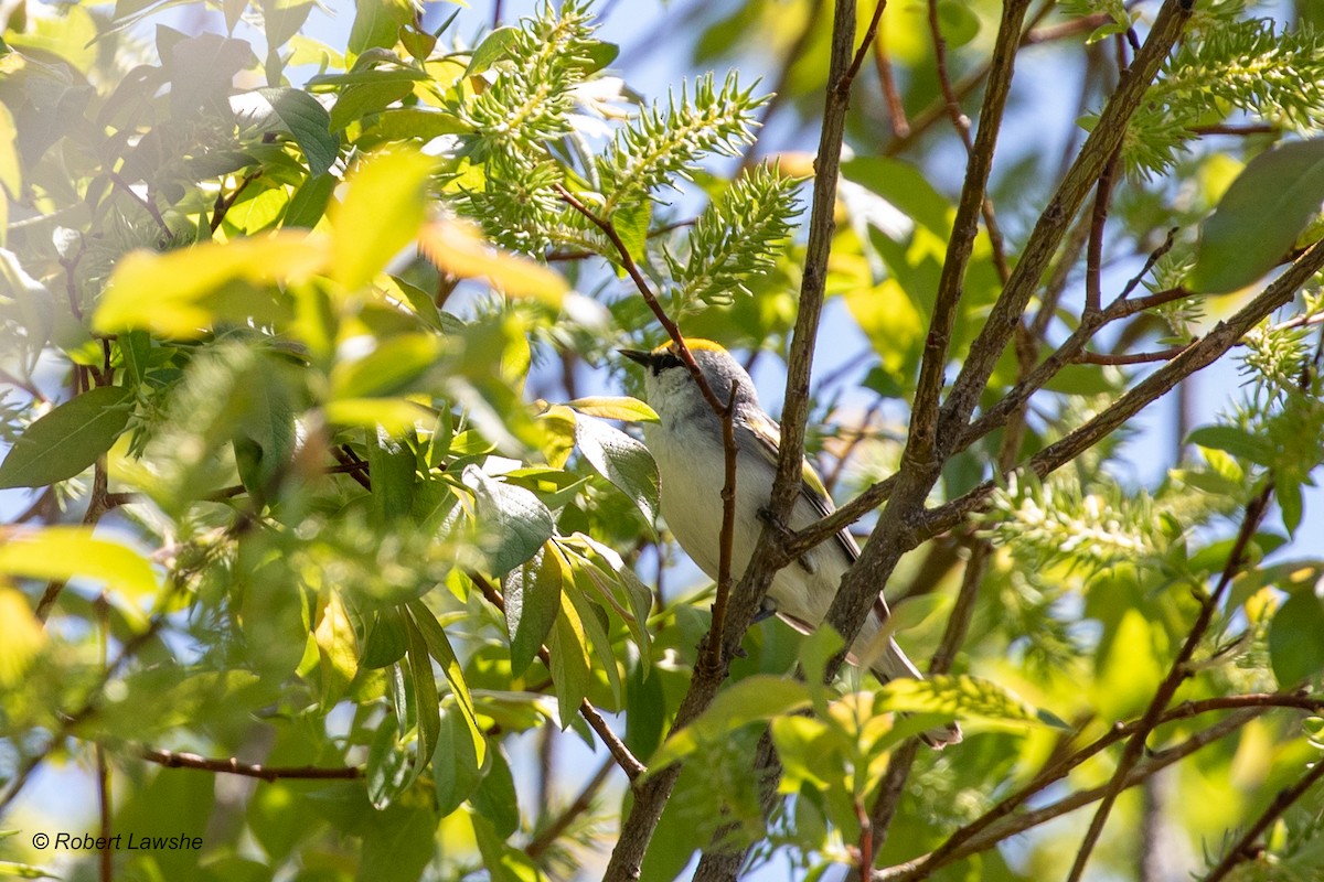 Brewster's Warbler (hybrid) - ML578687301