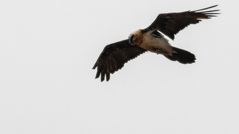 Bearded Vulture - ML578688921