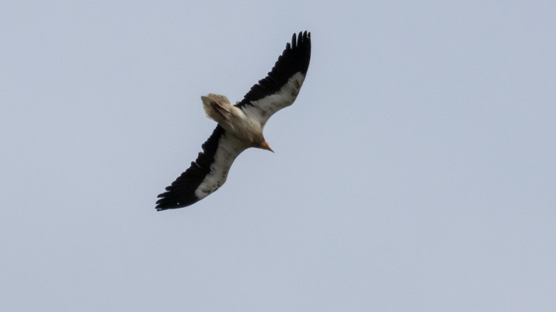 Egyptian Vulture - ML578689011