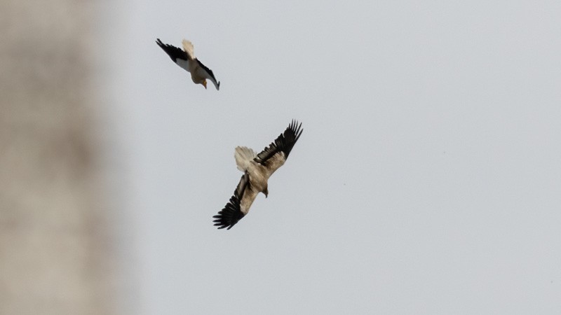 Egyptian Vulture - ML578689051