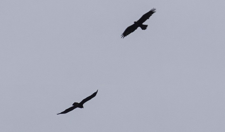 Golden Eagle - ML578689091