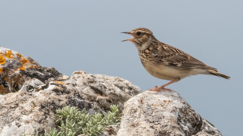 Wood Lark - ML578689181
