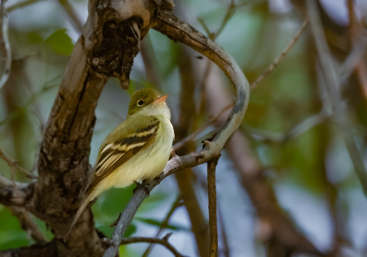 Acadian Flycatcher - ML578690351