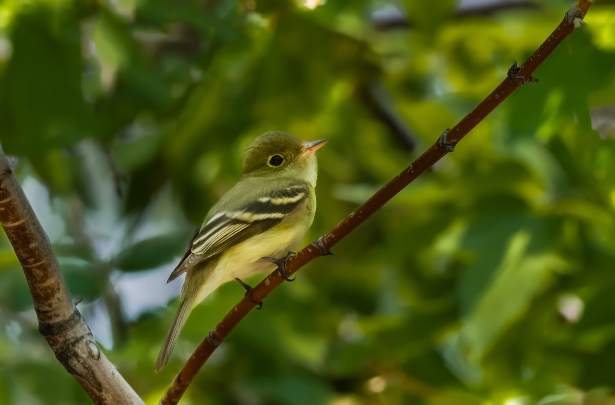 Acadian Flycatcher - Jim Merritt