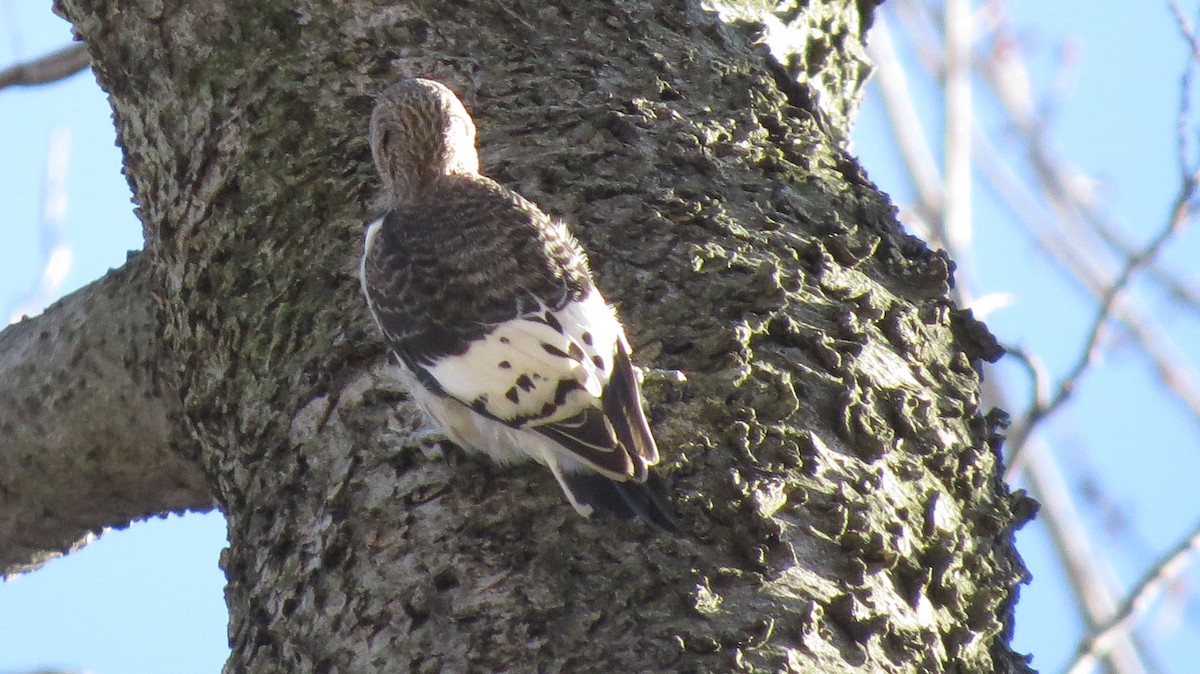 Red-headed Woodpecker - ML578690421