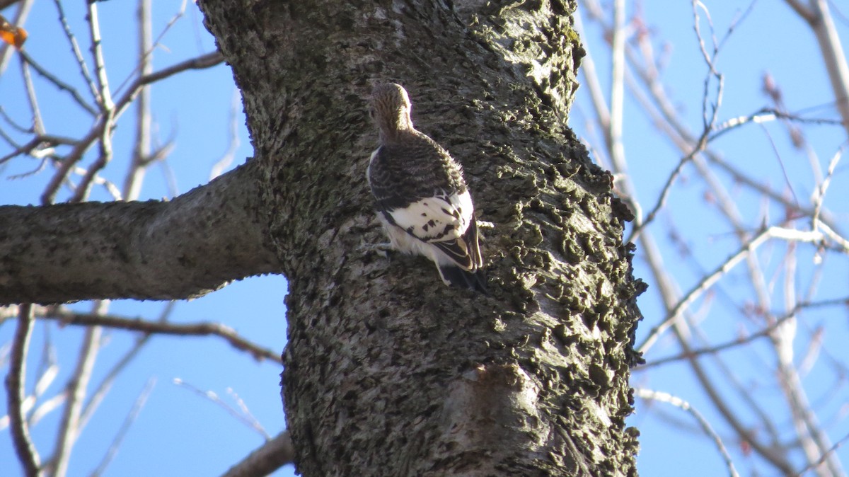 Red-headed Woodpecker - ML578690441