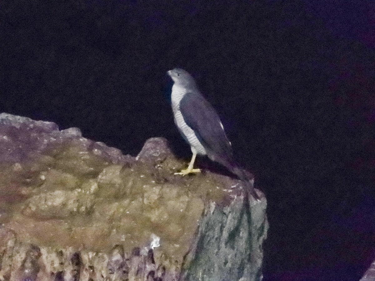 African Goshawk - Derek Engelbrecht