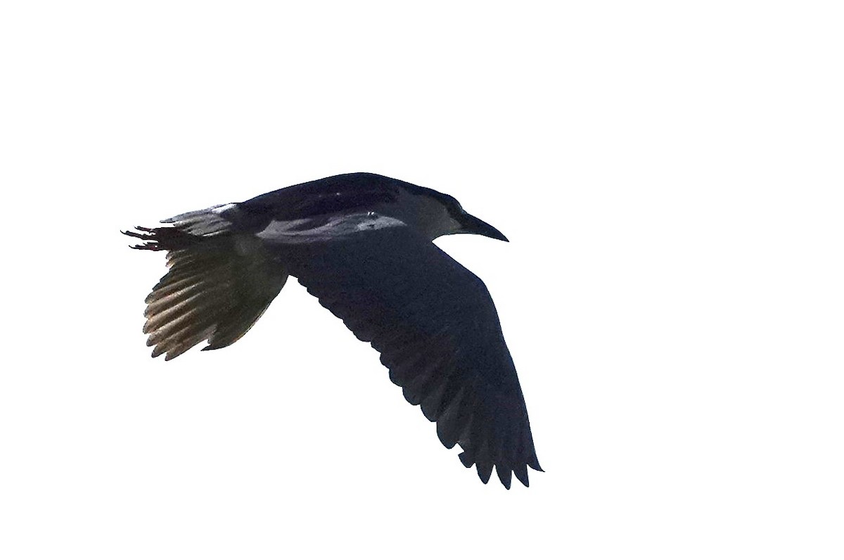 Black-crowned Night Heron - ML578691241
