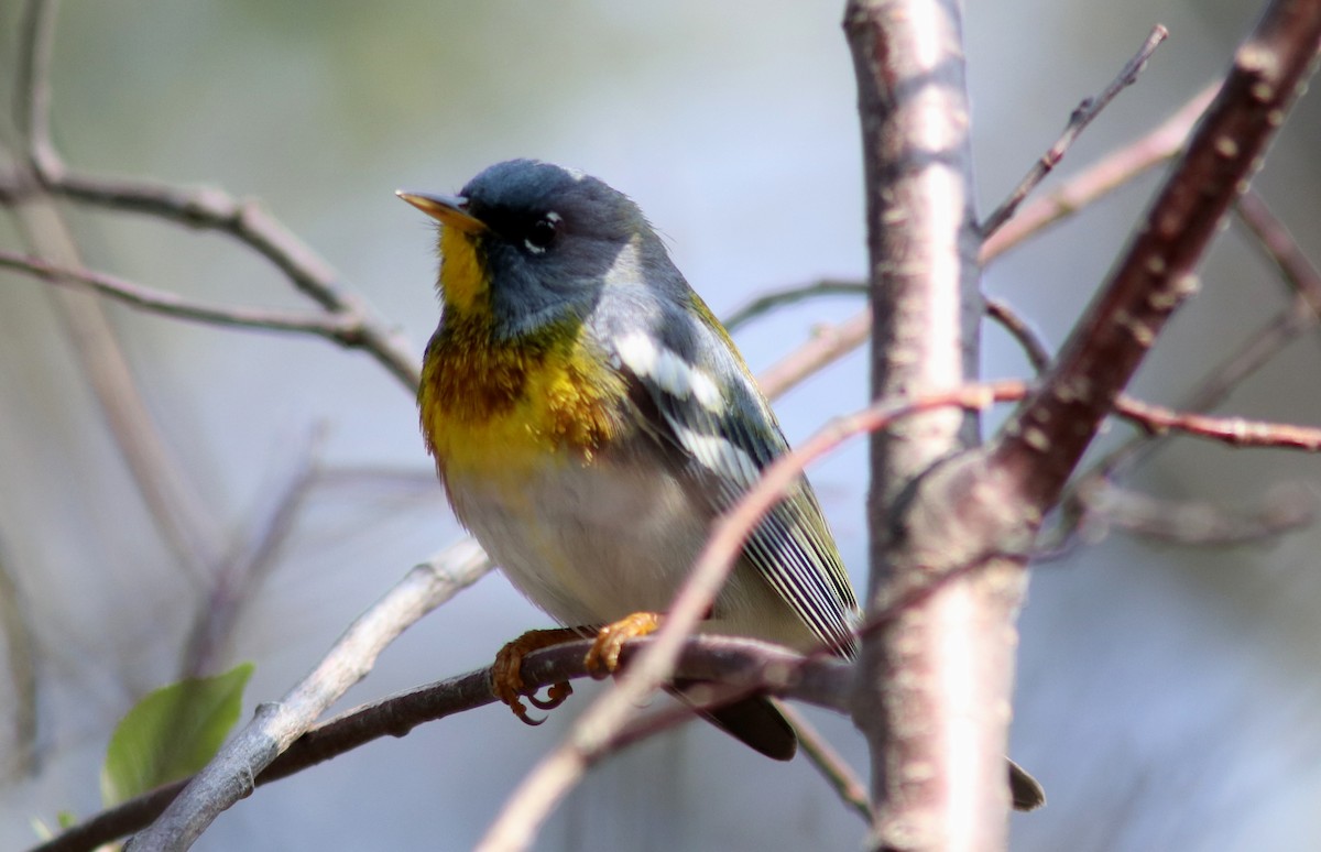 Northern Parula - ML578692031