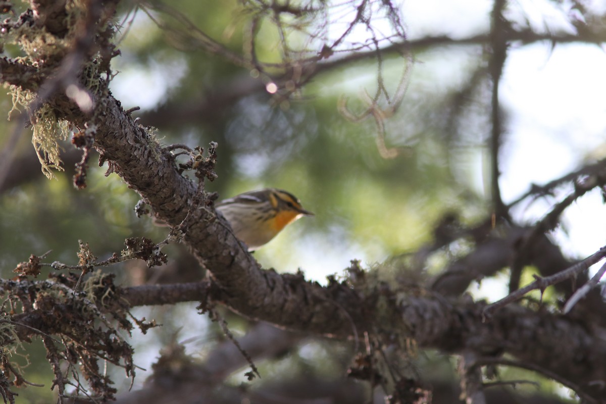 hemlokkparula - ML578692151