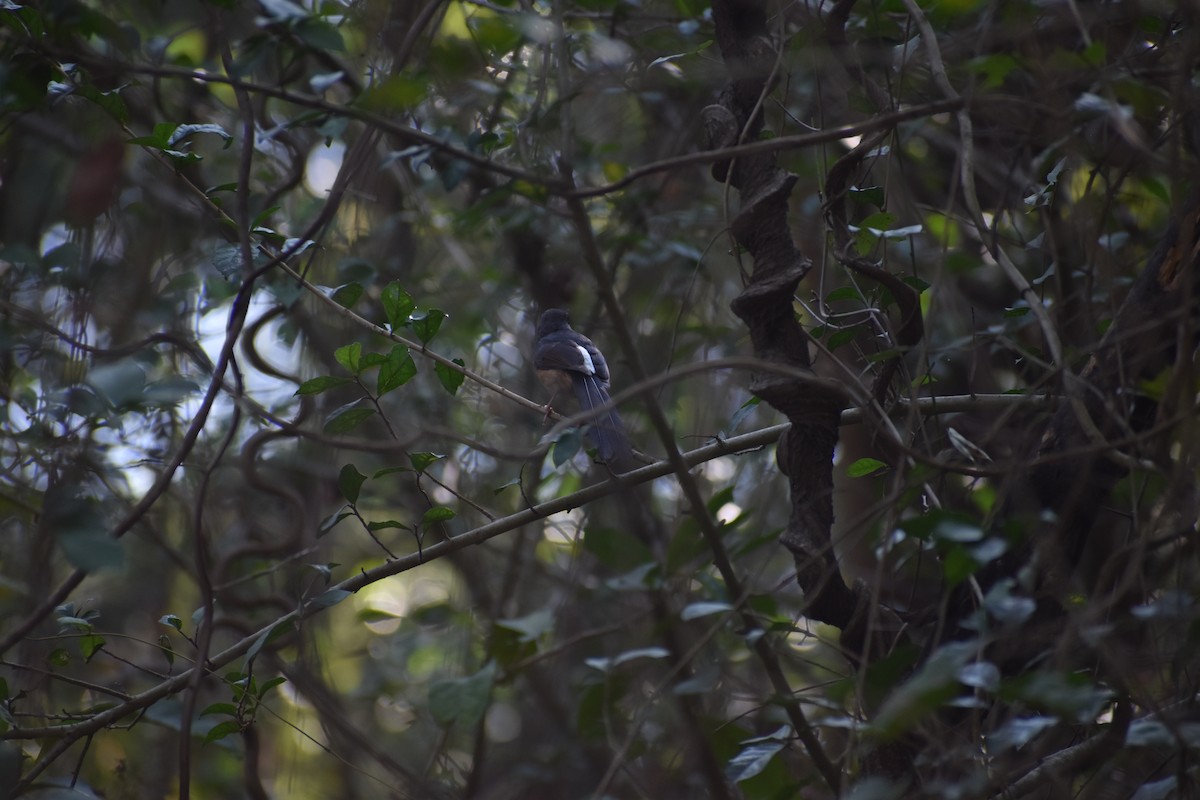 White-rumped Shama - ML578692361