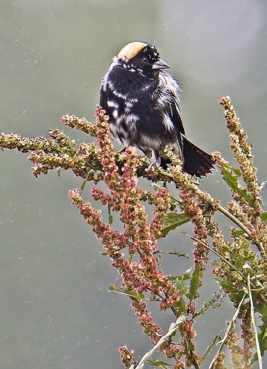 Bobolink - ML578692391