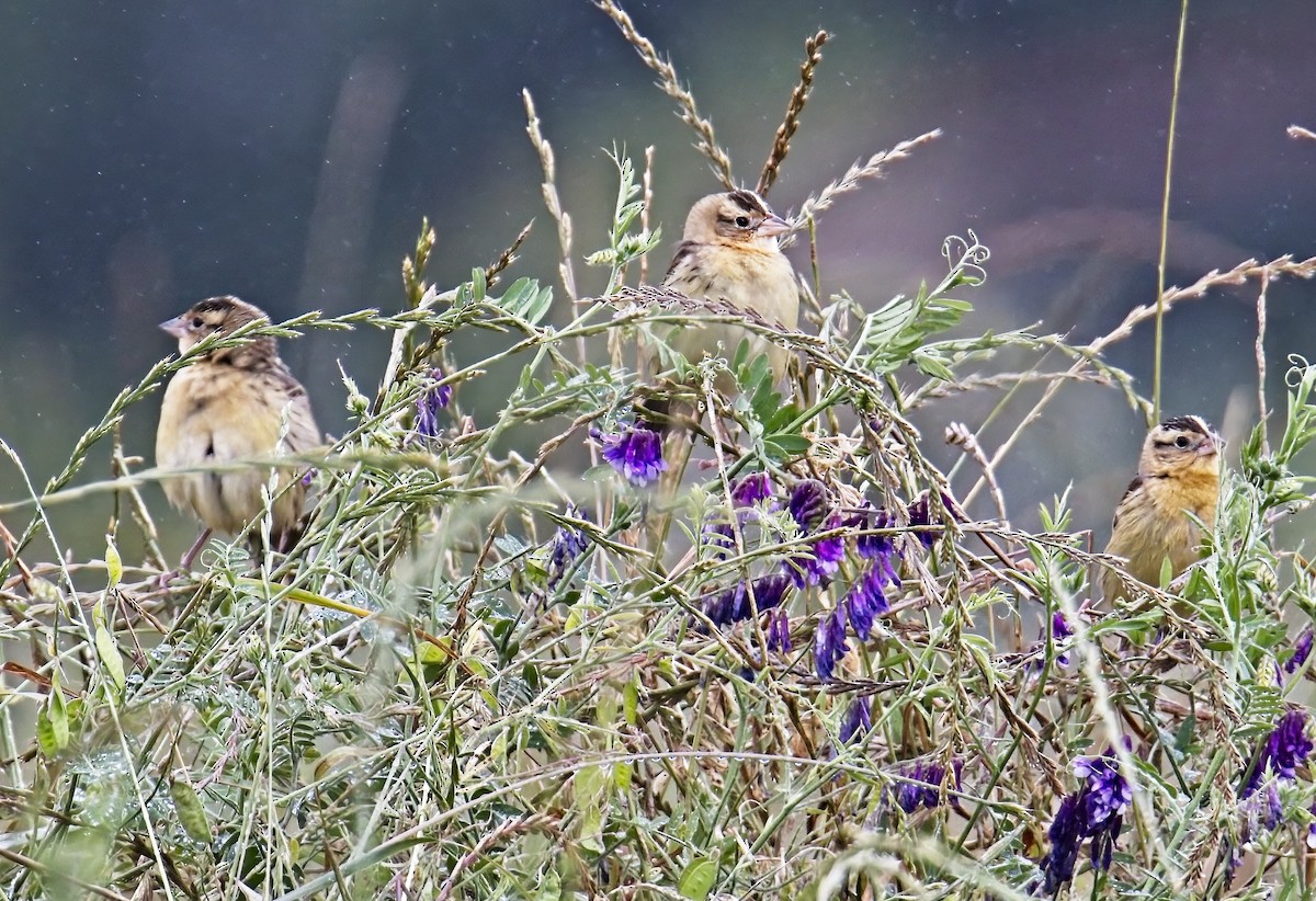 Bobolink - ML578692401