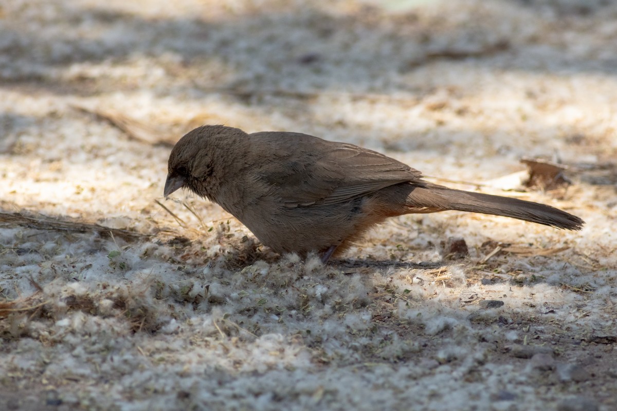 Abert's Towhee - Joshua Phillips