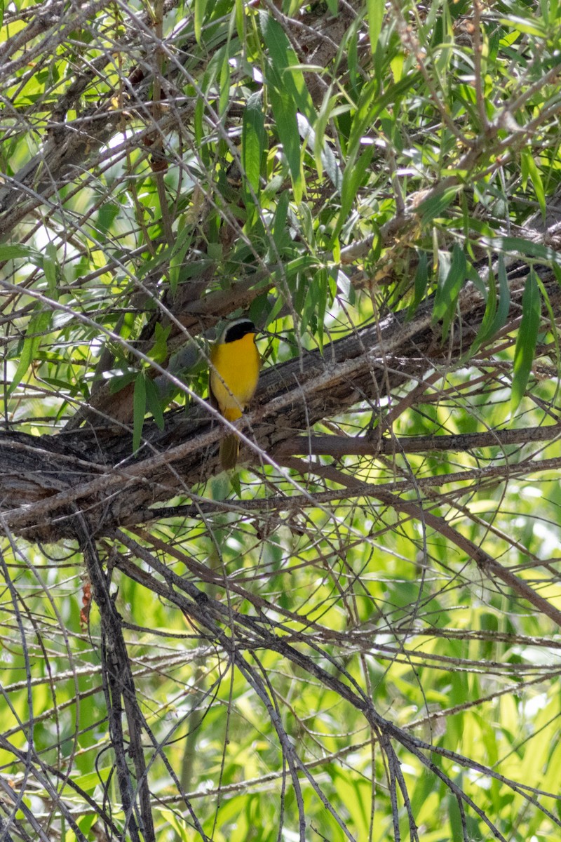 Common Yellowthroat - ML578692961