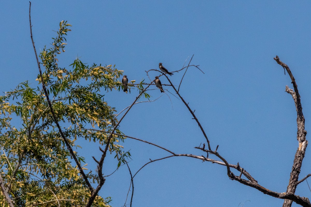 Northern Rough-winged Swallow - ML578692991