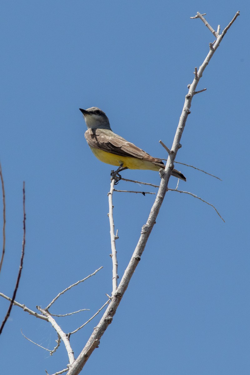 Western Kingbird - ML578693101