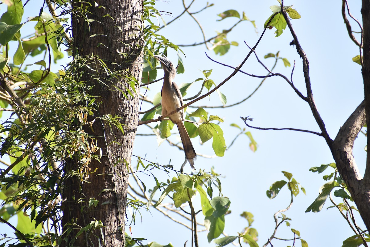 Indian Gray Hornbill - ML578693411