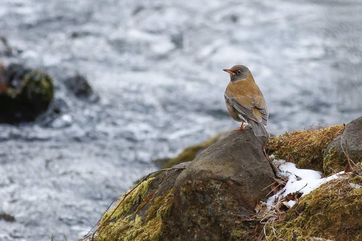 Pale Thrush - ML578694401