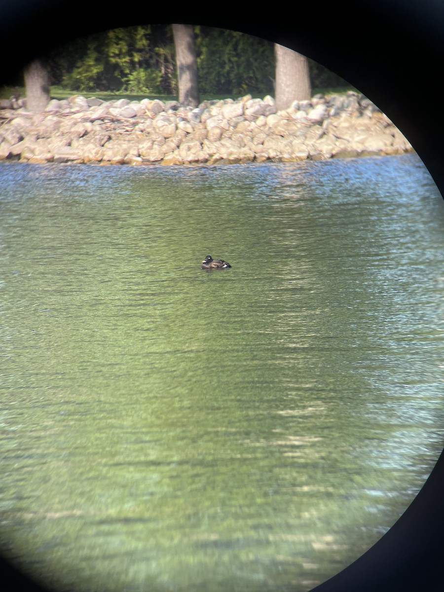 White-winged Scoter - ML578694491