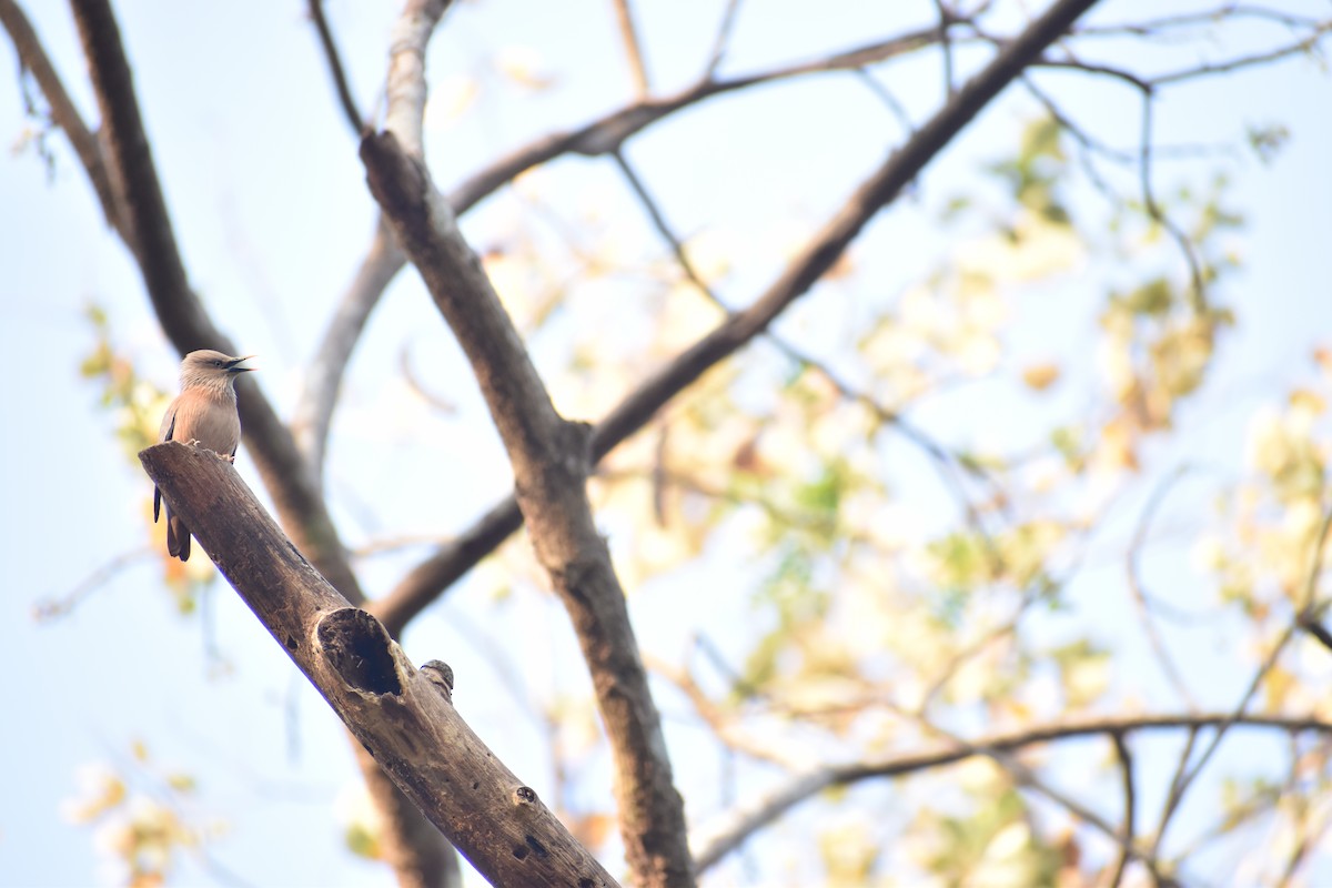 Chestnut-tailed Starling - ML578694641