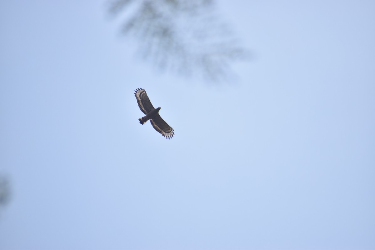 Crested Serpent-Eagle - Arjun Suresh